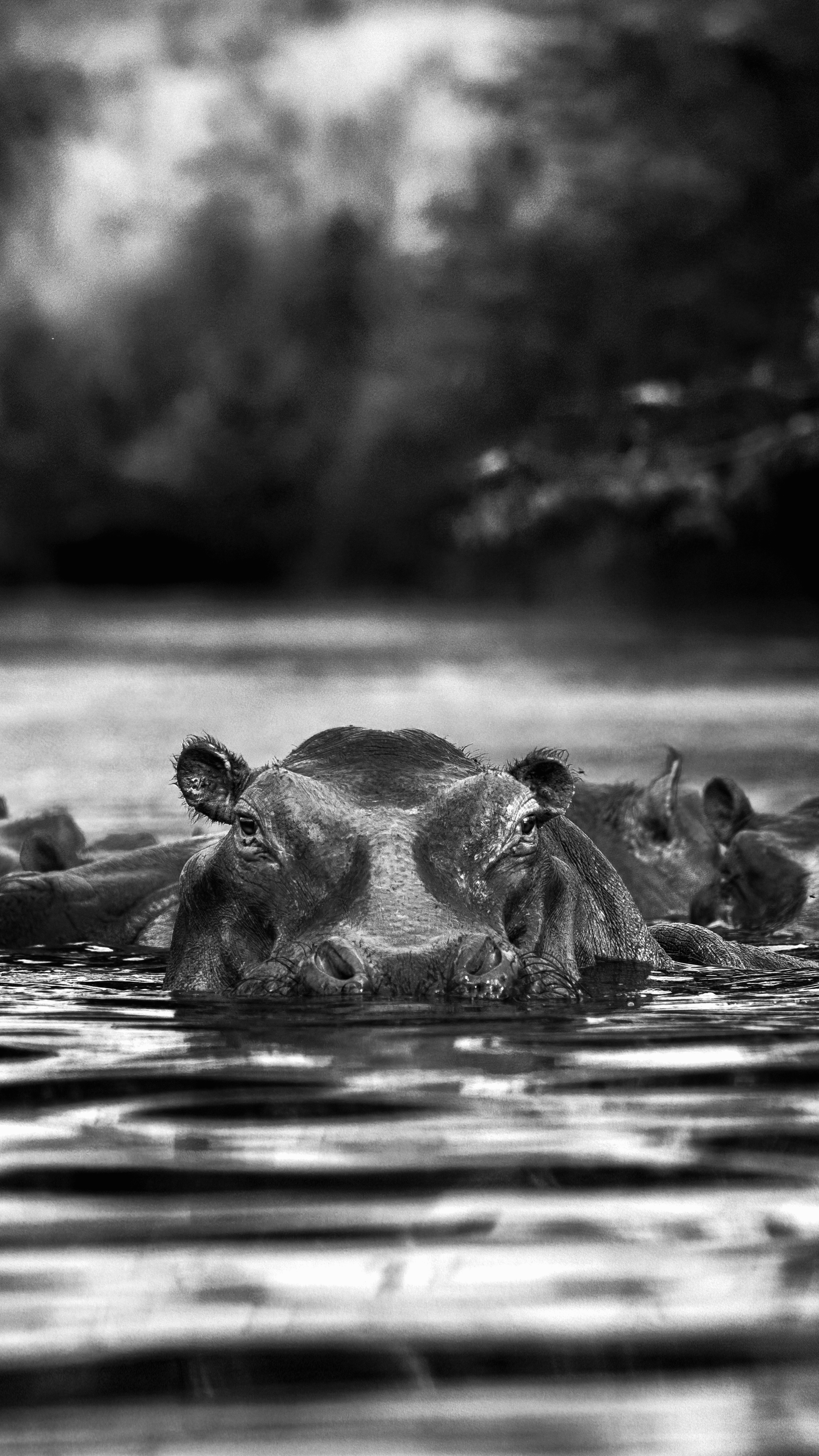 Hippo Pools Portrait