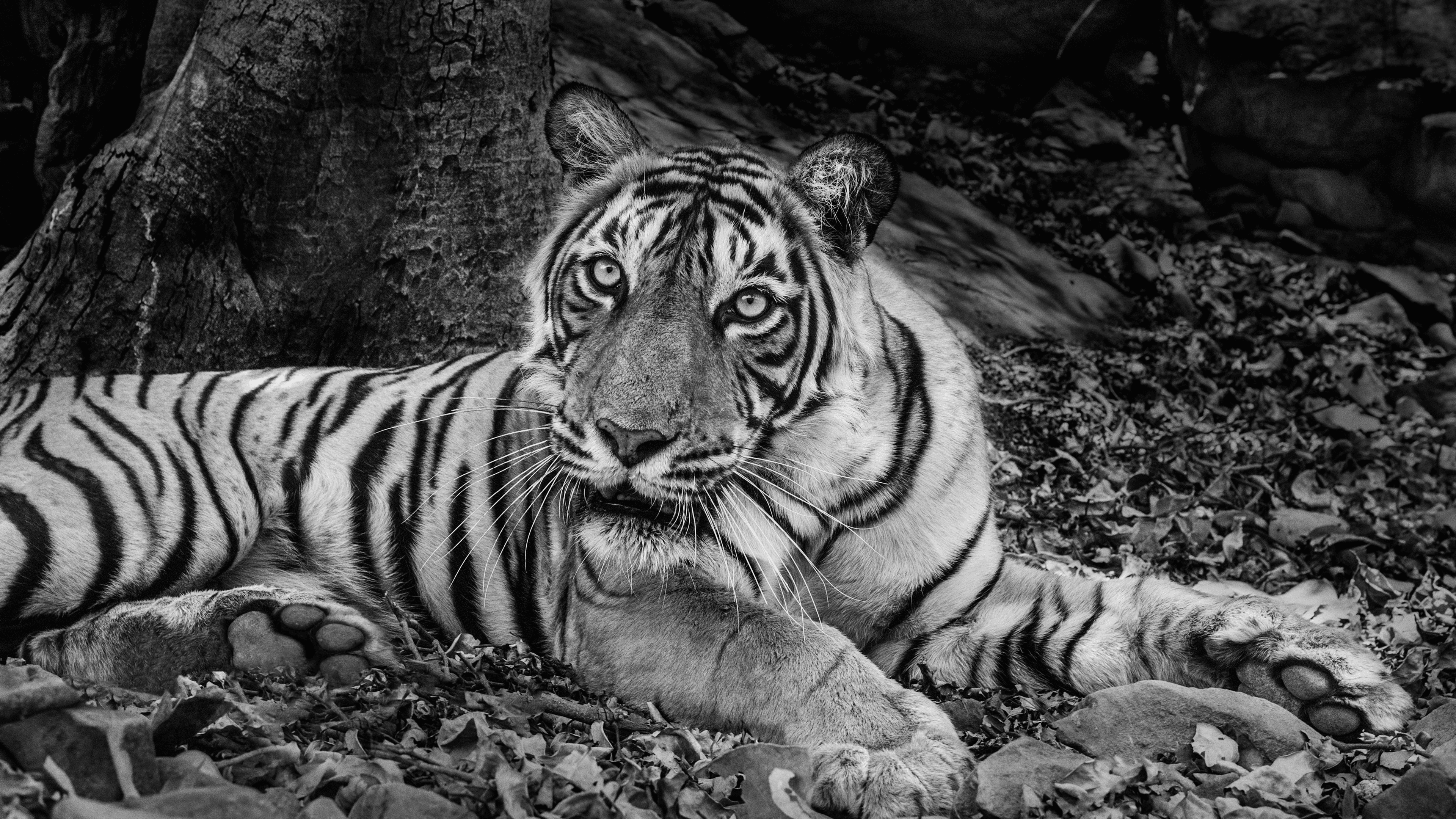 Tiger Feet